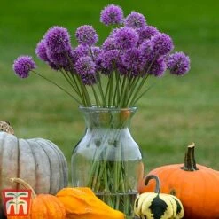 Allium 'Medusa' -Garden Glory Sales alli medu c