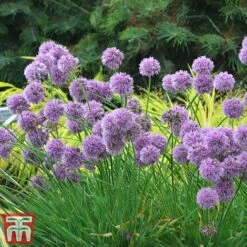 Allium 'Medusa' -Garden Glory Sales alli medu d