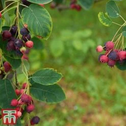 Amelanchier Canadensis -Garden Glory Sales amel canb