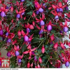 Fuchsia 'Angela' (Hardy) (Standard) -Garden Glory Sales angela2