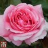 Rose 'Special Anniversary' (Hybrid Tea Rose) 1 Rose 'Special Anniversary' (Hybrid Tea Rose) -Garden Glory Sales anniv