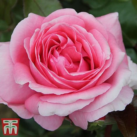 Rose 'Special Anniversary' (Hybrid Tea Rose) 3 Rose 'Special Anniversary' (Hybrid Tea Rose)