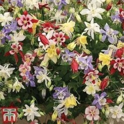 Perennial Saver Collection 15 Perennial Saver Collection -Garden Glory Sales aquilegia mckana2