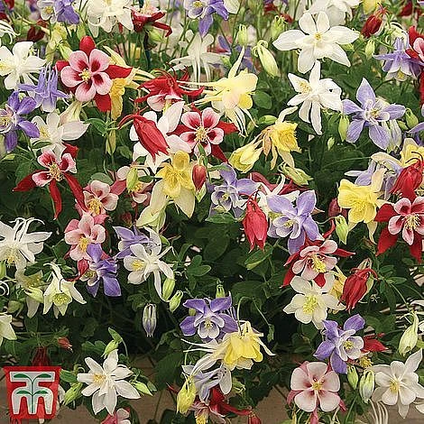 Perennial Saver Collection 5 Perennial Saver Collection - Image 3