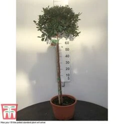 Arbutus Unedo -Garden Glory Sales arbu