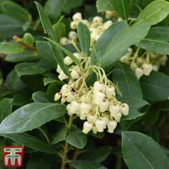 Arbutus Unedo -Garden Glory Sales arbu1