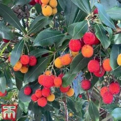 Arbutus Unedo -Garden Glory Sales arbui