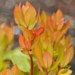 Arbutus Unedo -Garden Glory Sales arbutus unedo