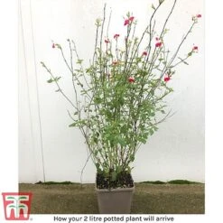 Salvia 'Hot Lips' 11 Salvia 'Hot Lips' -Garden Glory Sales arrival sal