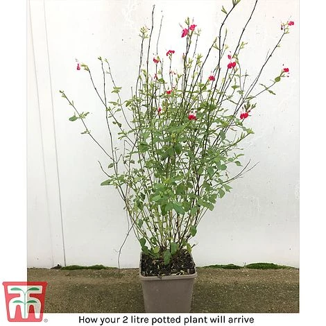 Salvia 'Hot Lips' 7 Salvia 'Hot Lips' - Image 5