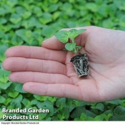 Summer Plant & Seed Bundle -Garden Glory Sales arrival210