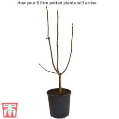 Magnolia 'Sunsation' -Garden Glory Sales arrival39