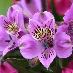 Alstroemeria 'Tree Everest Mix' -Garden Glory Sales ast3
