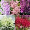 Nurserymans Choice Astilbe -Garden Glory Sales asti coll