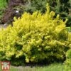 Berberis Thunbergii 'Aurea' -Garden Glory Sales aur