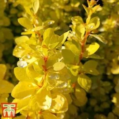 Berberis Thunbergii 'Aurea' -Garden Glory Sales aur3