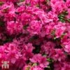 Rhododendron 'Rustica Pink' (Azalea Group) 1 Rhododendron 'Rustica Pink' (Azalea Group) -Garden Glory Sales aza pin1