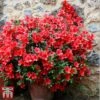 Rhododendron 'Rustica Hybrid Red' (Azalea Group) -Garden Glory Sales aza red
