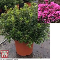 Rhododendron 'Rustica Pink' (Azalea Group) -Garden Glory Sales azal pin15