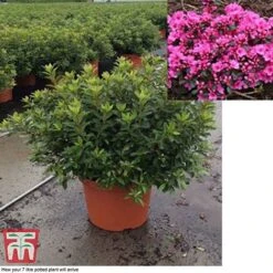 Rhododendron 'Rustica Pink' (Azalea Group) -Garden Glory Sales azal pin7