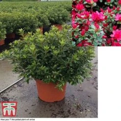 Rhododendron 'Rustica Hybrid Red' (Azalea Group) -Garden Glory Sales azal red7