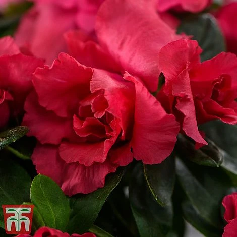 Azalea 'Japanese Red' 4 Azalea 'Japanese Red' - Image 2