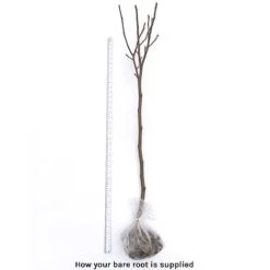 Magnolia Denudata 'Sunrise' (Patio Standard) 9 Magnolia Denudata 'Sunrise' (Patio Standard) -Garden Glory Sales bare root 21