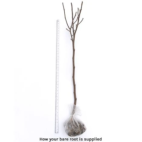 Magnolia Denudata 'Sunrise' (Patio Standard) 6 Magnolia Denudata 'Sunrise' (Patio Standard) - Image 4