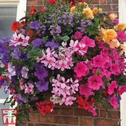 Pre-Planted Hanging Basket Mix -Garden Glory Sales basket21