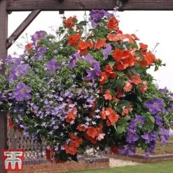 Pre-Planted Hanging Basket Mix -Garden Glory Sales basket31