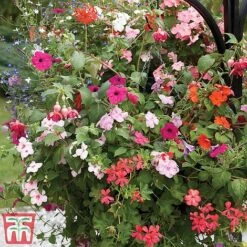 Pre-Planted Hanging Basket Mix -Garden Glory Sales basket41