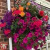 Pre-Planted Hanging Basket Mix -Garden Glory Sales basket6