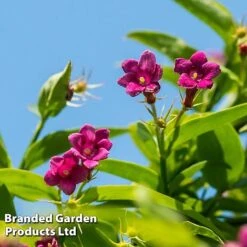 Honeybee Climber Duo -Garden Glory Sales bee4