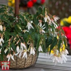 Begonia 'Santa Barbara' -Garden Glory Sales bego sant g