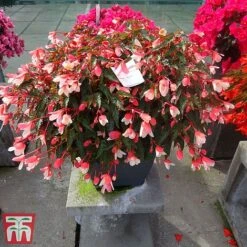 Begonia 'Waterfalls Bicolour' -Garden Glory Sales bego waterf2