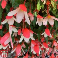 Begonia 'Waterfalls Bicolour' -Garden Glory Sales bego waterf4