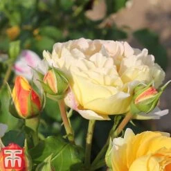 Rose 'Belle Du Jour' 9 Rose 'Belle Du Jour' -Garden Glory Sales belle4