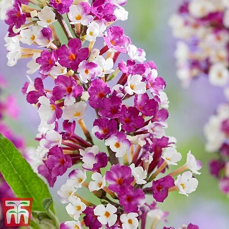 Buddleja 'Berries And Cream' 4 Buddleja 'Berries And Cream' - Image 2