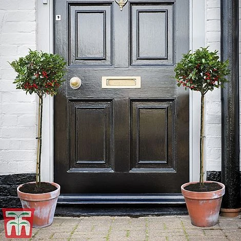 Holly 'Blue Maid' (Standard) 3 Holly 'Blue Maid' (Standard)