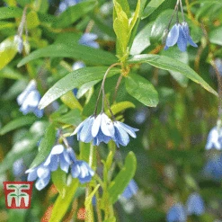 Sollya Heterophylla -Garden Glory Sales bluebell creeper