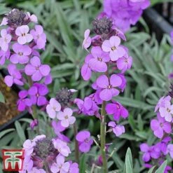 Wallflower 'Bowles's Mauve' -Garden Glory Sales bowles4