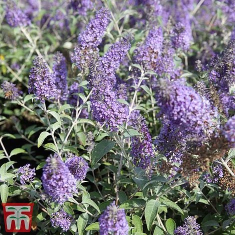 Buddleja 'Lochinch' 3 Buddleja 'Lochinch'