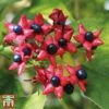 Clerodendrum Trichotomum -Garden Glory Sales cal