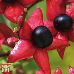 Clerodendrum Trichotomum -Garden Glory Sales cal2