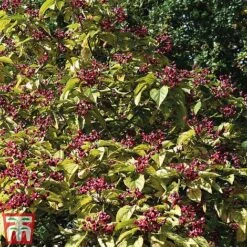 Clerodendrum Trichotomum -Garden Glory Sales cal4