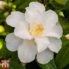 Camellia Japonica 'Silver Anniversary' -Garden Glory Sales came silv
