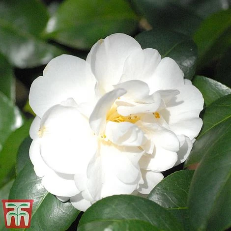 Camellia Japonica 'Silver Anniversary' 4 Camellia Japonica 'Silver Anniversary' - Image 2