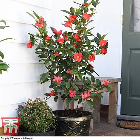 Camellia '1001 Summer Nights' Jasmine 4 Camellia '1001 Summer Nights' Jasmine - Image 2