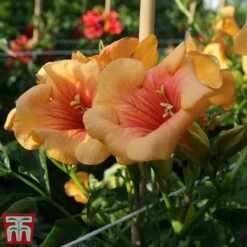 Campsis X Tagliabuana 'Summer Jazz - Gold' -Garden Glory Sales camp jazz3