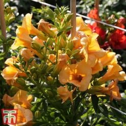 Campsis X Tagliabuana 'Summer Jazz - Gold' -Garden Glory Sales camp jazz4